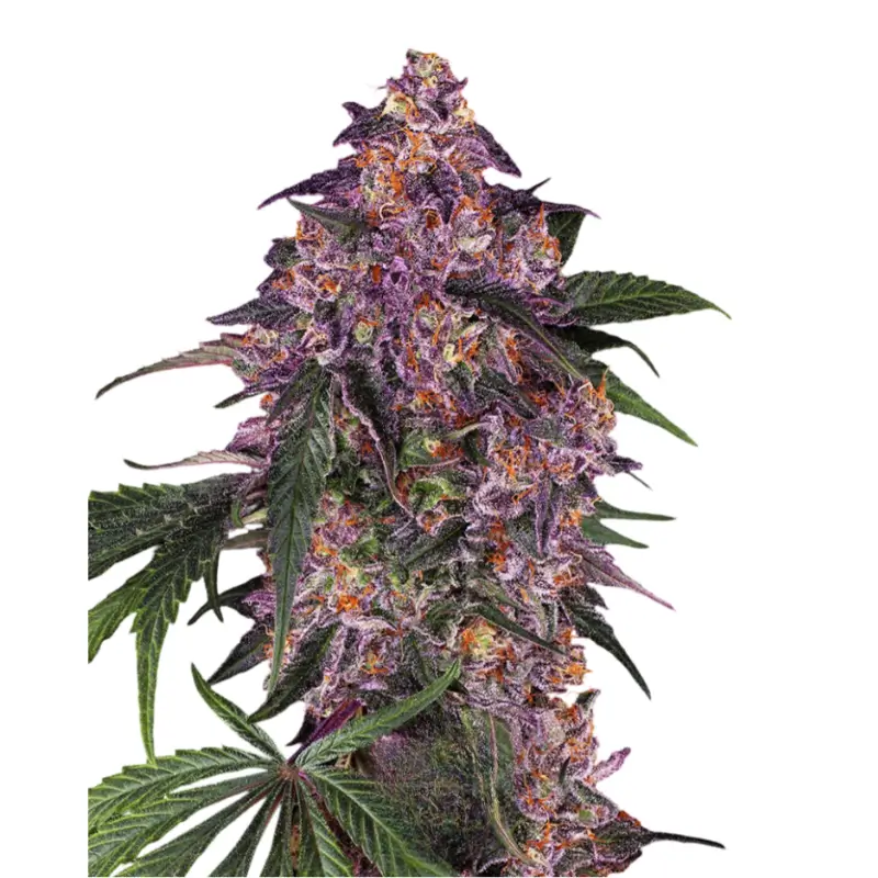 Purple Auto 800