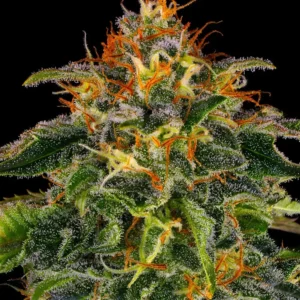 Barneys Farm Moby Dick