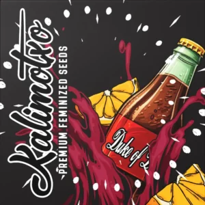 Doja Kalimotxo – 6 Stück